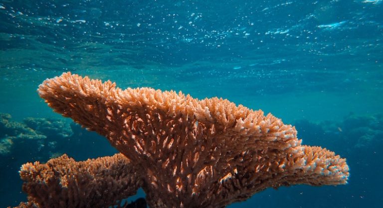 arrecifes de coral | Digitallpost