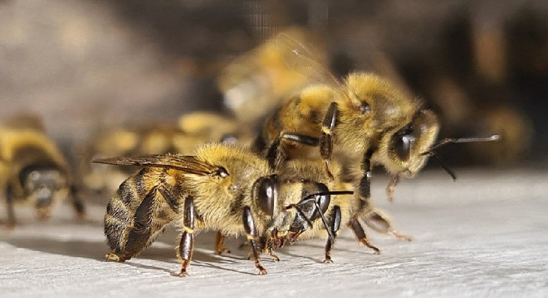 Colombia busca prevenir la extinción de las abejas mediante apiarios en las universidades