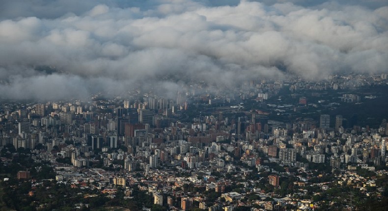 Los árboles  en Caracas se ven amenazados por las talas masivas