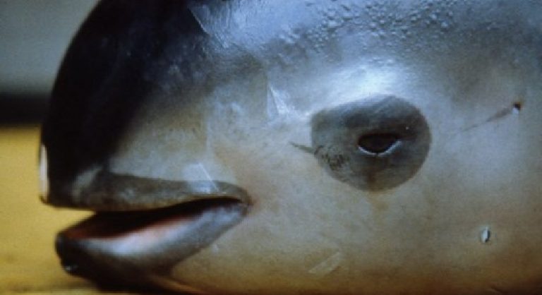 Vaquita marina en extinción | Digitall Post