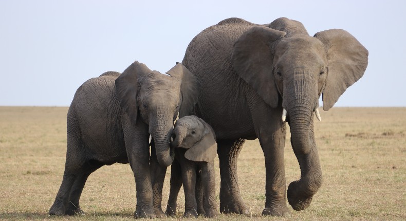 La familia es importante para los elefantes; gracias a ella crías huérfanas logran salir adelante