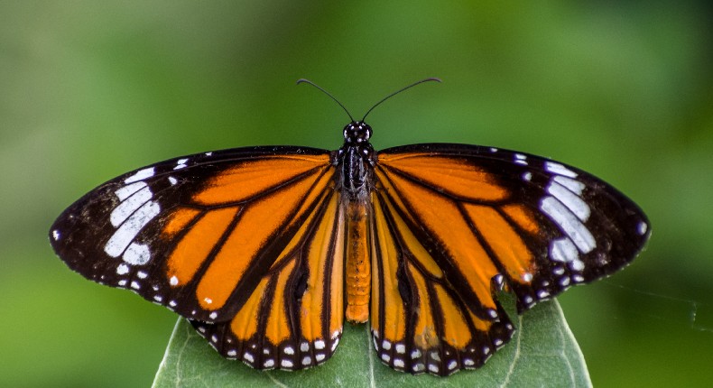 ¿Por qué la mariposa monarca migratoria está en peligro de extinción?