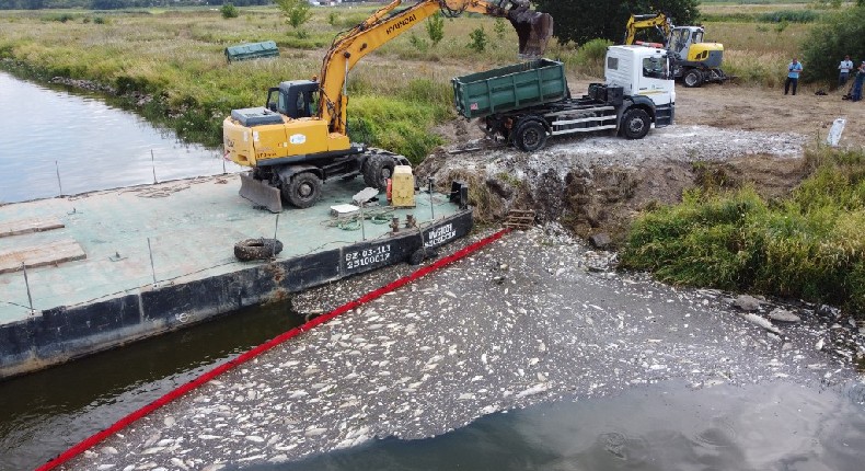Un alga tóxica causaría la muerte masiva de peces en el río Óder