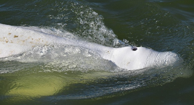 Francia podría transportar al mar a beluga perdida en río Sena; quieren intentar salvar su vida