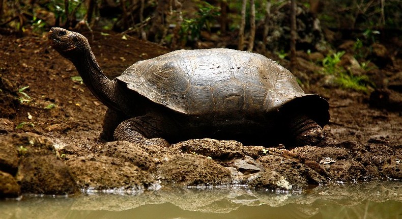 Investigan presunta cacería de tortugas gigantes en islas Galápagos