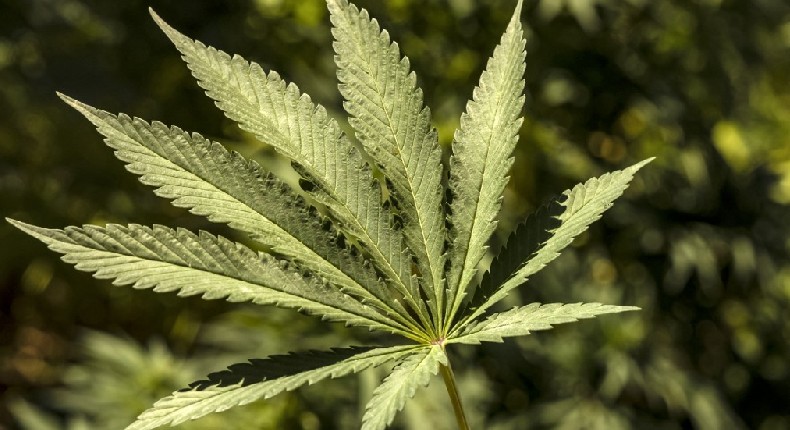 Cómo va la legalización, aún inicial, de la mariguana en el mundo