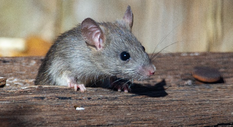 Células cerebrales humanas y ratas: así científicos buscan estudiar enfermedades psiquiátricas