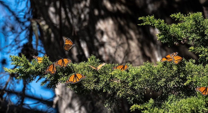 Así es cómo las mariposas monarca buscan sobrevivir el invierno en California