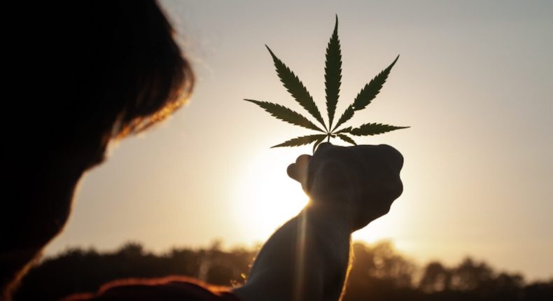 Por qué la regulación del cannabis medicinal debe ser diferente que para uso lúdico