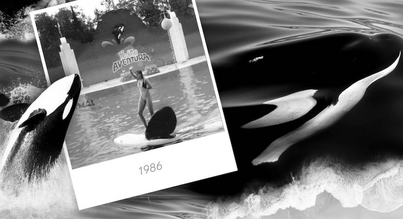 La triste historia de la muerte de Keiko, la ballena de “Liberen a Willy” — y las lecciones que nos dejó