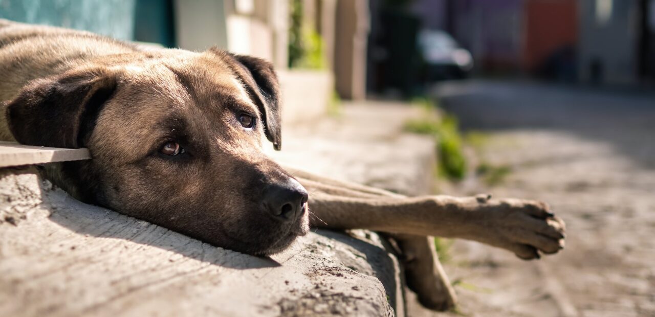 En el Día Mundial de los Animales Callejeros, 1 de cada 3 perros y gatos vive sin hogar